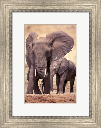 Framed African Elephants, Tarangire National Park, Tanzania Print