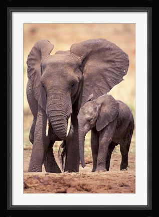 Framed African Elephants, Tarangire National Park, Tanzania Print