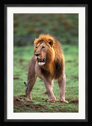Framed Adult male lion, Masai Mara Game Reserve, Kenya Print