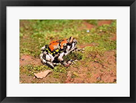 Framed Africa, Madagascar, Isalo. Terrible frog Print
