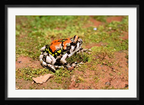 Framed Africa, Madagascar, Isalo. Terrible frog Print