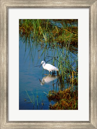 Framed Botswana, Okavango Delta. Egret wildlife Print