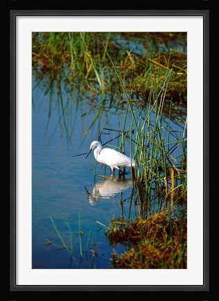 Framed Botswana, Okavango Delta. Egret wildlife Print