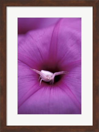 Framed Crab Spider on Flower, Gombe National Park, Tanzania Print