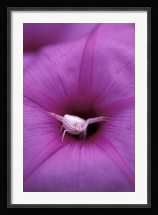 Framed Crab Spider on Flower, Gombe National Park, Tanzania Print
