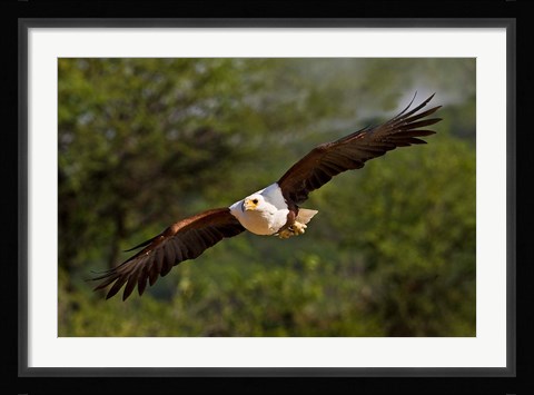 Framed Fish Eagle in Flight, Kenya Print