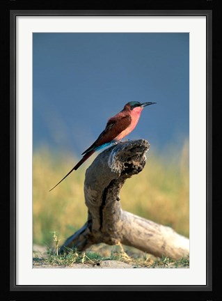 Framed Botswana, Chobe NP, Carmine Bee Eater bird, Chobe River Print