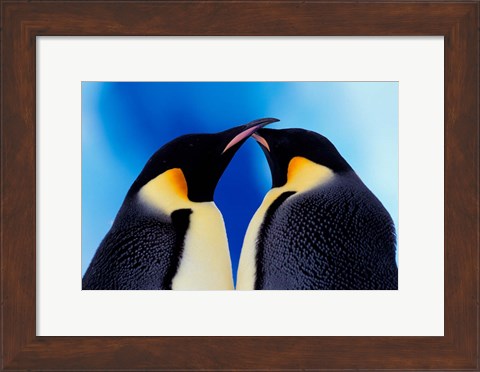 Framed Emperor Penguin Pair, Antarctica Print
