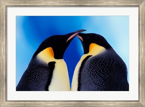 Framed Emperor Penguin Pair, Antarctica Print