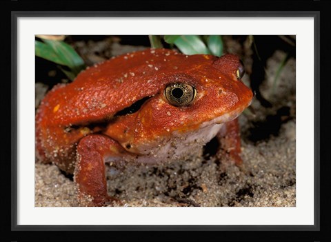 Framed Africa, Madagascar. Tomato frog (Dyscophus antongili) Print