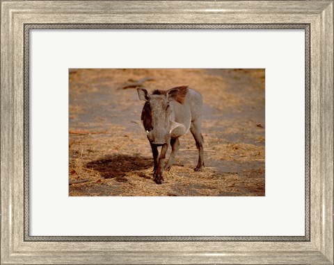 Framed Botswana, Chobe NP, Linyanti, Warthog Print