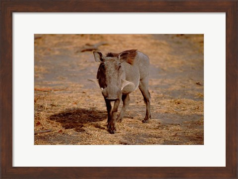 Framed Botswana, Chobe NP, Linyanti, Warthog Print
