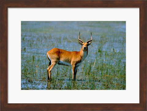 Framed Botswana, Okavango Delta, Red Lechwe wildlife Print