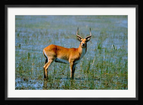 Framed Botswana, Okavango Delta, Red Lechwe wildlife Print