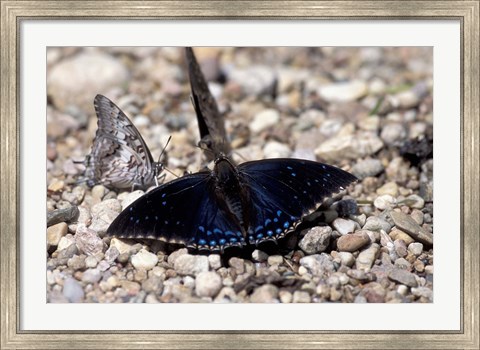 Framed Black Butterfly, Gombe National Park, Tanzania Print