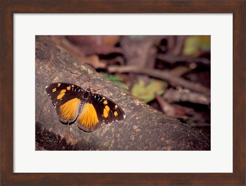 Framed Resting Butterfly, Gombe National Park, Tanzania Print