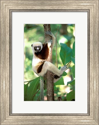 Framed Coquerel&#39;s Sifaka, Western Dry Forest, Madagascar Print