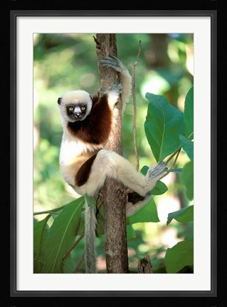 Framed Coquerel's Sifaka, Western Dry Forest, Madagascar Print