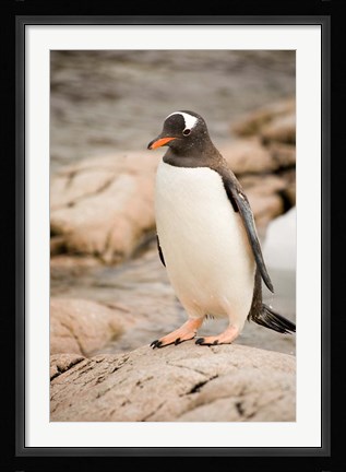 Framed Antarctica. Adult Gentoo penguins on rocky shoreline. Print