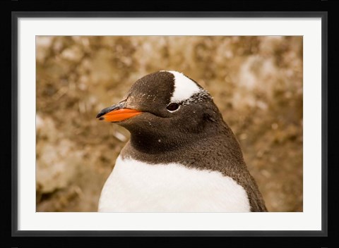 Framed Fledgling Gentoo Penguin, Antarctica Print