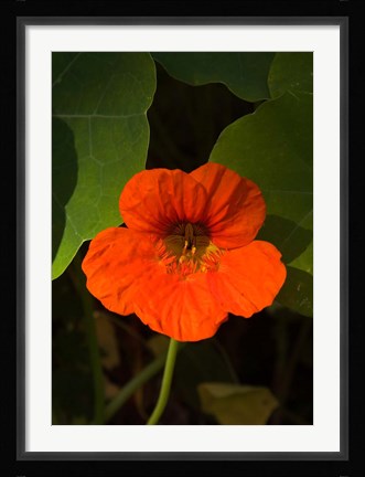 Framed Africa, Malawi, Zomba, Flower at Hotel Sunbird Ku Chawe Print