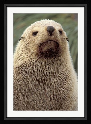Framed Antarctic Fur Seal, White Morph, South Georgia Island, Antarctica Print