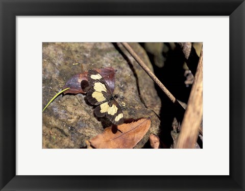 Framed Yellow Butterfly, Gombe National Park, Tanzania Print