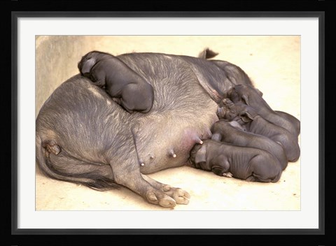 Framed China, Yunnan, Huangsao Ba. Sow, piglets, farm animals Print