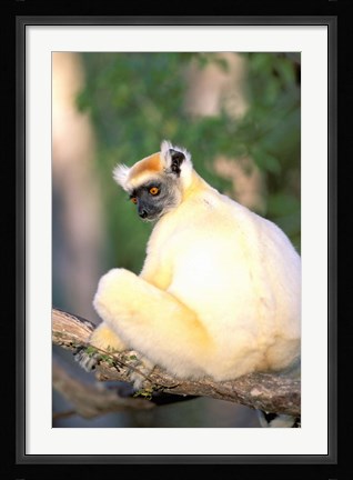 Framed Africa, Madagascar, Daraina. Golden-crowned Sifaka Print