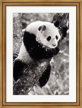 Framed China, Sichuan, Giant Panda Bear, Wolong Reserve Print