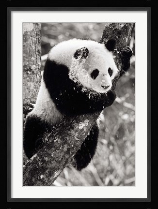 Framed China, Sichuan, Giant Panda Bear, Wolong Reserve Print