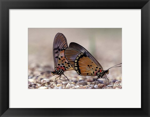 Framed pair of Butterflies, Gombe National Park, Tanzania Print