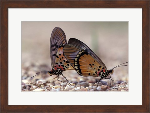 Framed pair of Butterflies, Gombe National Park, Tanzania Print