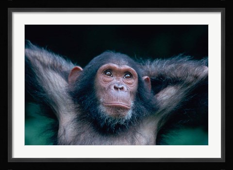 Framed Female Chimpanzee Stretching, Gombe National Park, Tanzania Print
