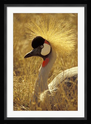 Framed African Crowned Crane, South Africa Print