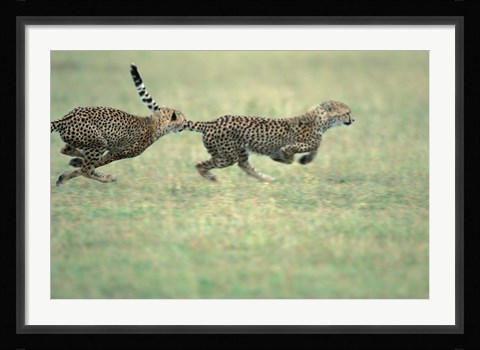 Framed Cheetah Cub Playing on Savanna, Masai Mara Game Reserve, Kenya Print