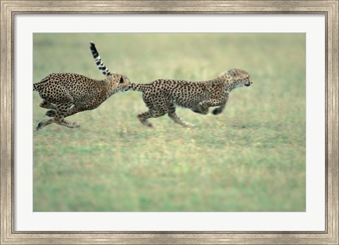 Framed Cheetah Cub Playing on Savanna, Masai Mara Game Reserve, Kenya Print