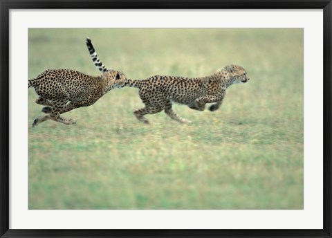 Framed Cheetah Cub Playing on Savanna, Masai Mara Game Reserve, Kenya Print