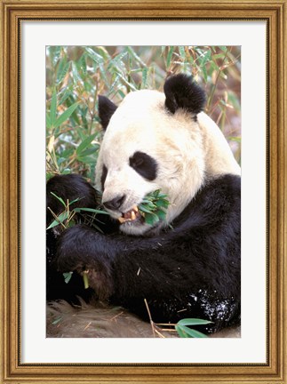 Framed China, Wolong Nature Reserve, Giant panda bear Print