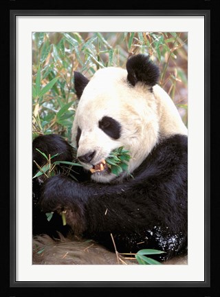 Framed China, Wolong Nature Reserve, Giant panda bear Print