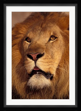 Framed Closeup of a Male Lion, South Africa Print