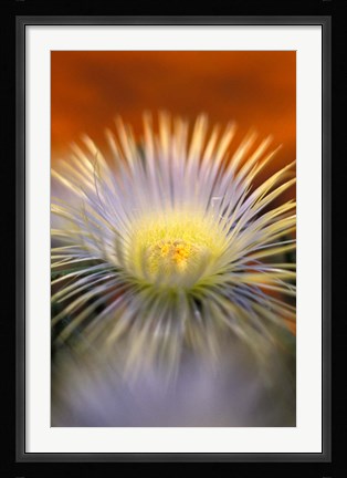 Framed Herra elongara, Namaqualand, South Africa Print