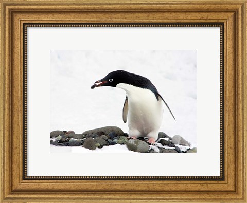 Framed Adelie Penguin (Pygoscelis Adeliae) at Paulet Island, Antarctica Print