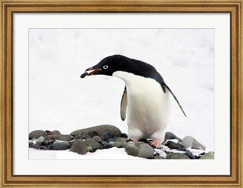 Framed Adelie Penguin (Pygoscelis Adeliae) at Paulet Island, Antarctica Print
