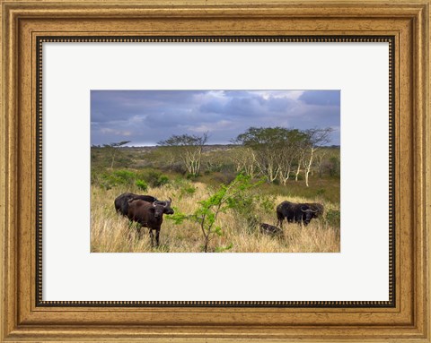Framed Cape Buffalo, Zulu Nyala Game Reserve, Hluhluwe, Kwazulu Natal, South Africa Print