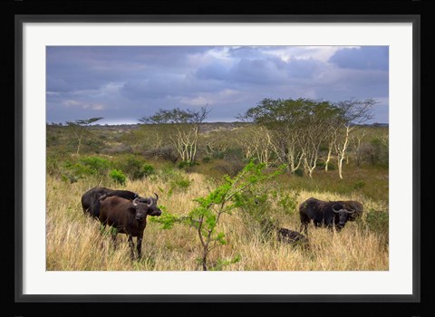 Framed Cape Buffalo, Zulu Nyala Game Reserve, Hluhluwe, Kwazulu Natal, South Africa Print