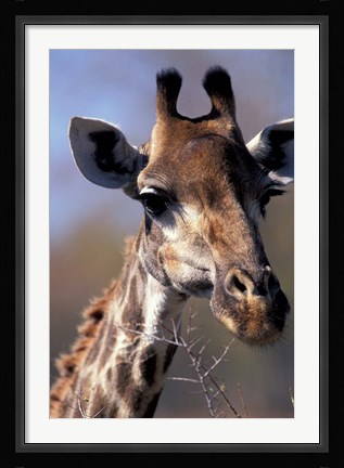 Framed Close-up of Giraffe Feeding, South Africa Print