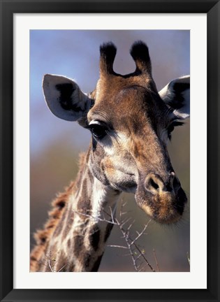 Framed Close-up of Giraffe Feeding, South Africa Print