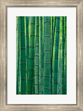 Framed Bamboo forest, Hangzhou, Zhejiang Province, China Print