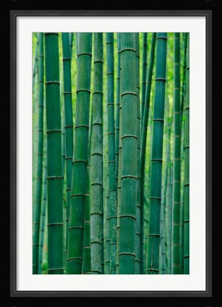 Framed Bamboo forest, Hangzhou, Zhejiang Province, China Print
